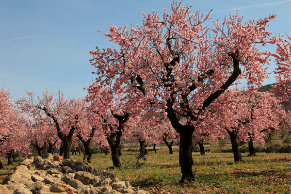 Is Almond Good Firewood - Best Wood To Burn?