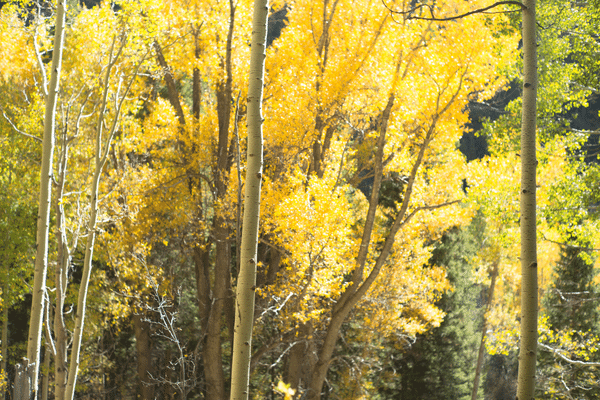 Is Aspen Good Firewood - Is It Safe To Burn?