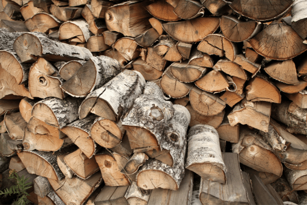 Is Birch Good Firewood - Should You Burn It?