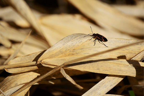 boxelder-bug