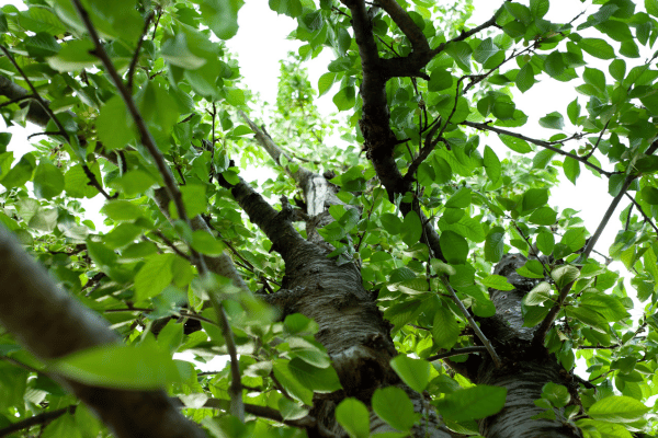 cherry-tree