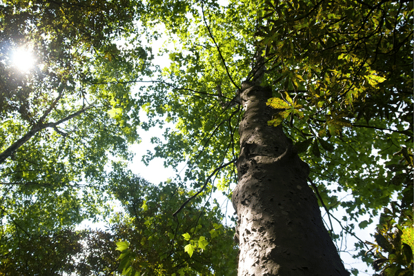 chestnut-tree