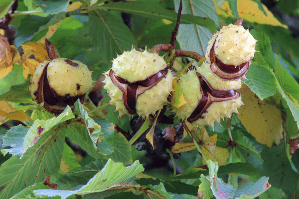 chestnuts-on-chestnut-tree