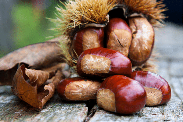 chestnuts