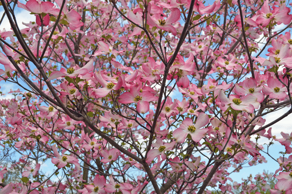 dogwood-tree-pink-blossoms dogwood-tree-pink-blossoms