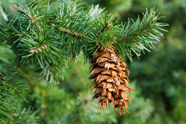 douglas-fir-cone