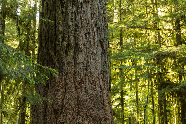douglas-fir-tree douglas-fir-tree