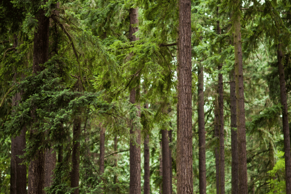 is-fir-good-firewood