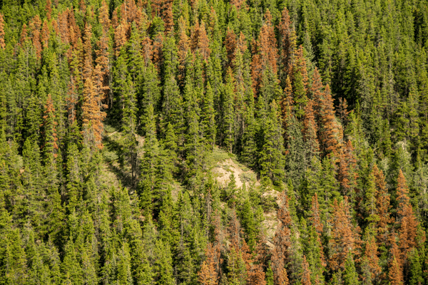 lodgepole-pine-mountain-pine-beetle-damage lodgepole-pine-mountain-pine-beetle-damage