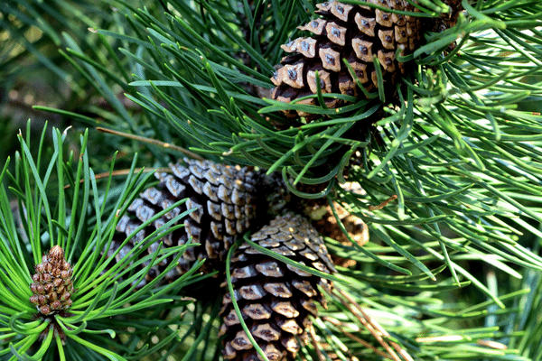 lodgepole-pinecone lodgepole-pinecone