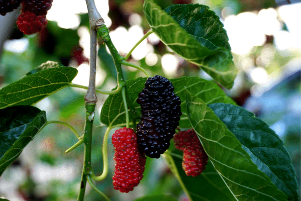mulberry-tree mulberry-tree