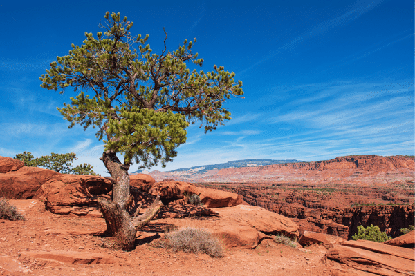 Rock Pine Resin Pine Tree Rosin. American Made Highest Quality