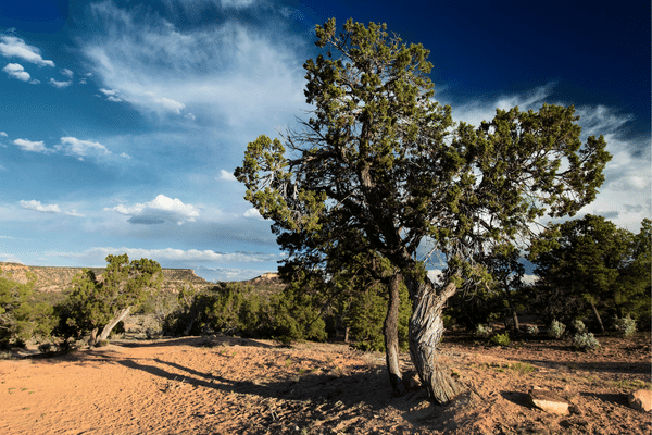 Pinon trees growing in a dry desert