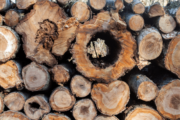 Rotten pieces of firewood stacked in a row Rotten pieces of firewood stacked in a row
