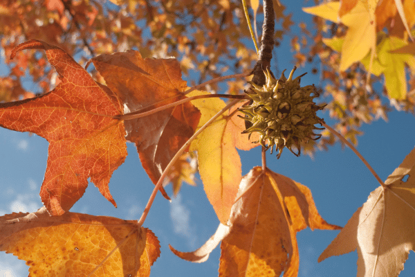 sweet-gum-tree sweet-gum-tree